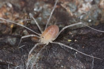 Media type: image;   Invertebrate Zoology 43689